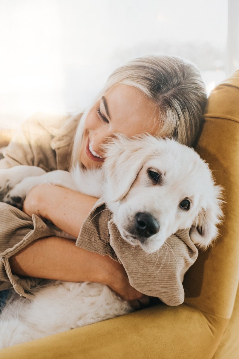golden retriever kölyök ölelés boldog ember