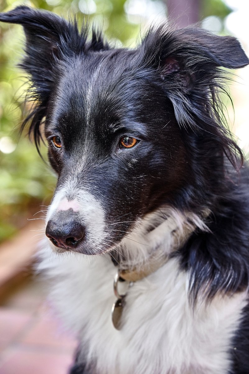 border collie