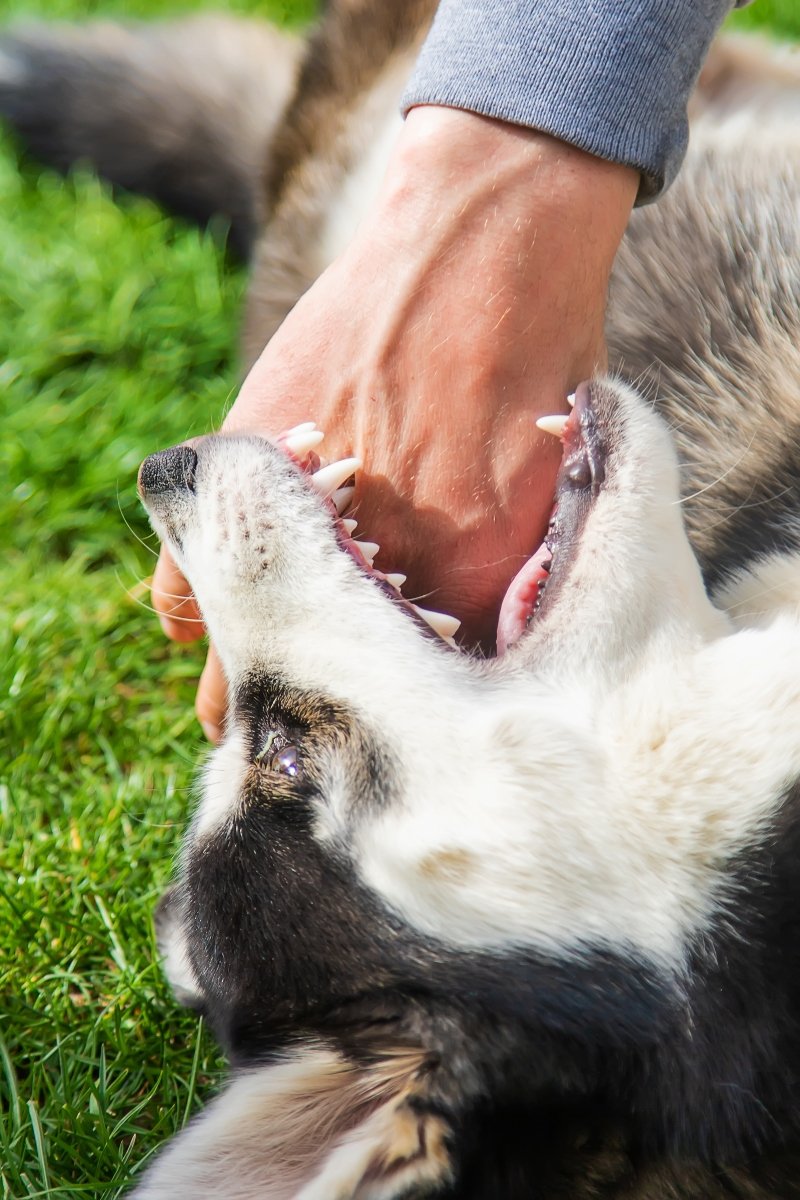 agresszív agresszió husky