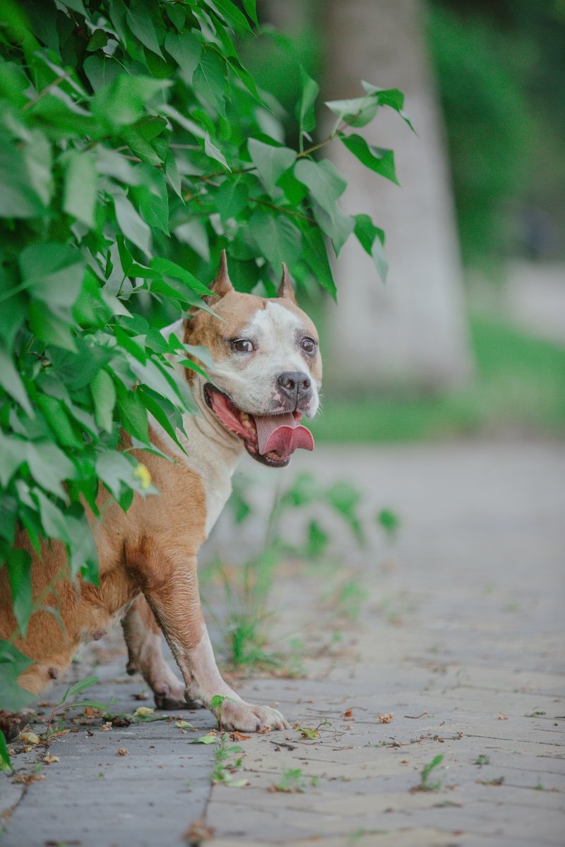 amerikai staffordshire terrier