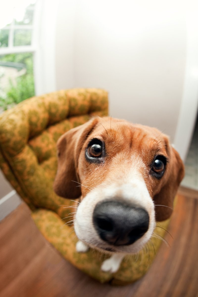 orr beagle