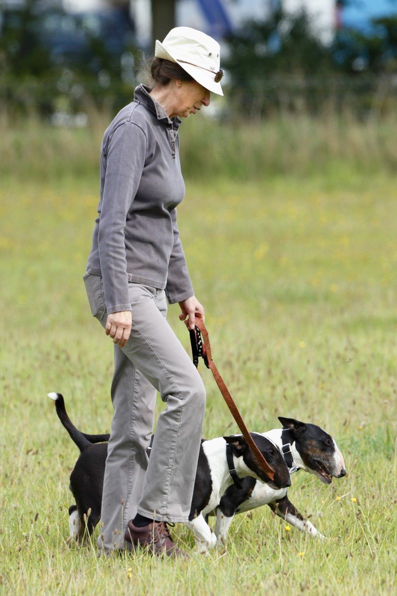 anna hercegnő bullterrier