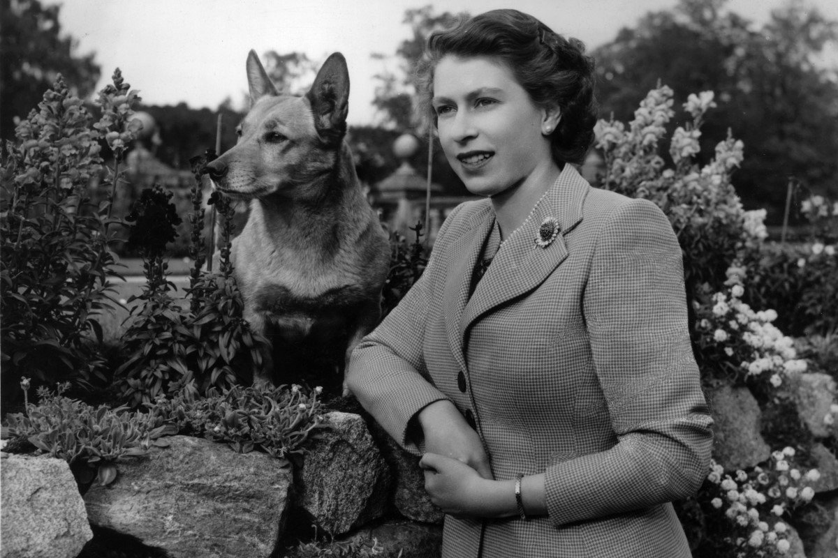 ii. erzsébet királynő corgi