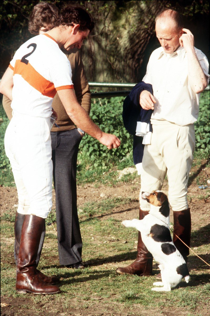 iii. károly jack russell terrier