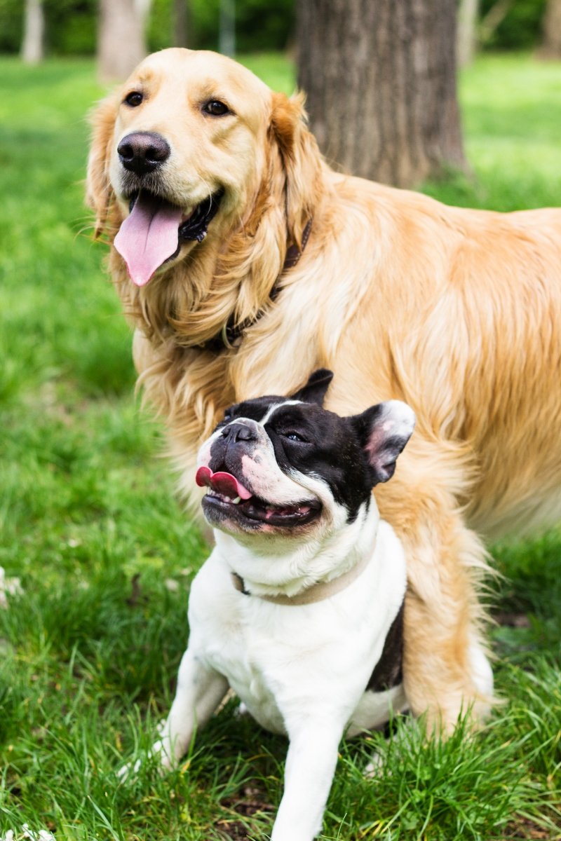 barátok két kutya golden retriever francia bulldog