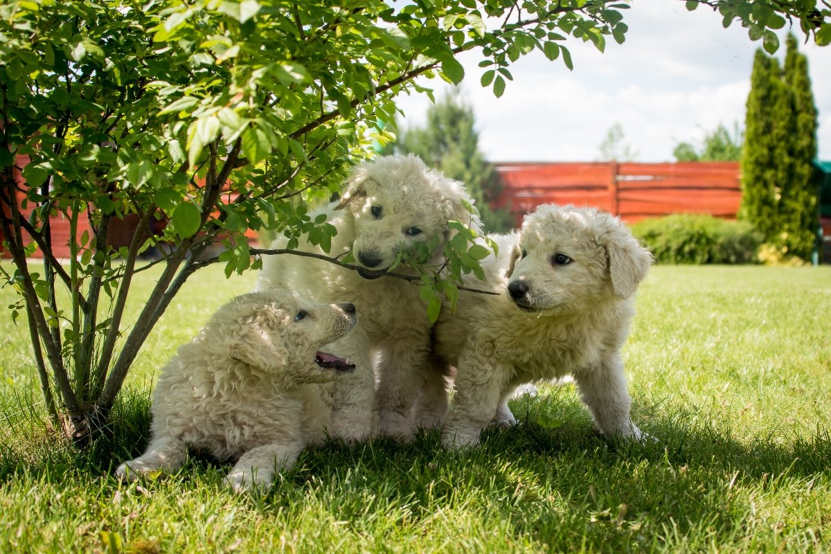 kuvasz kölykök kölyök
