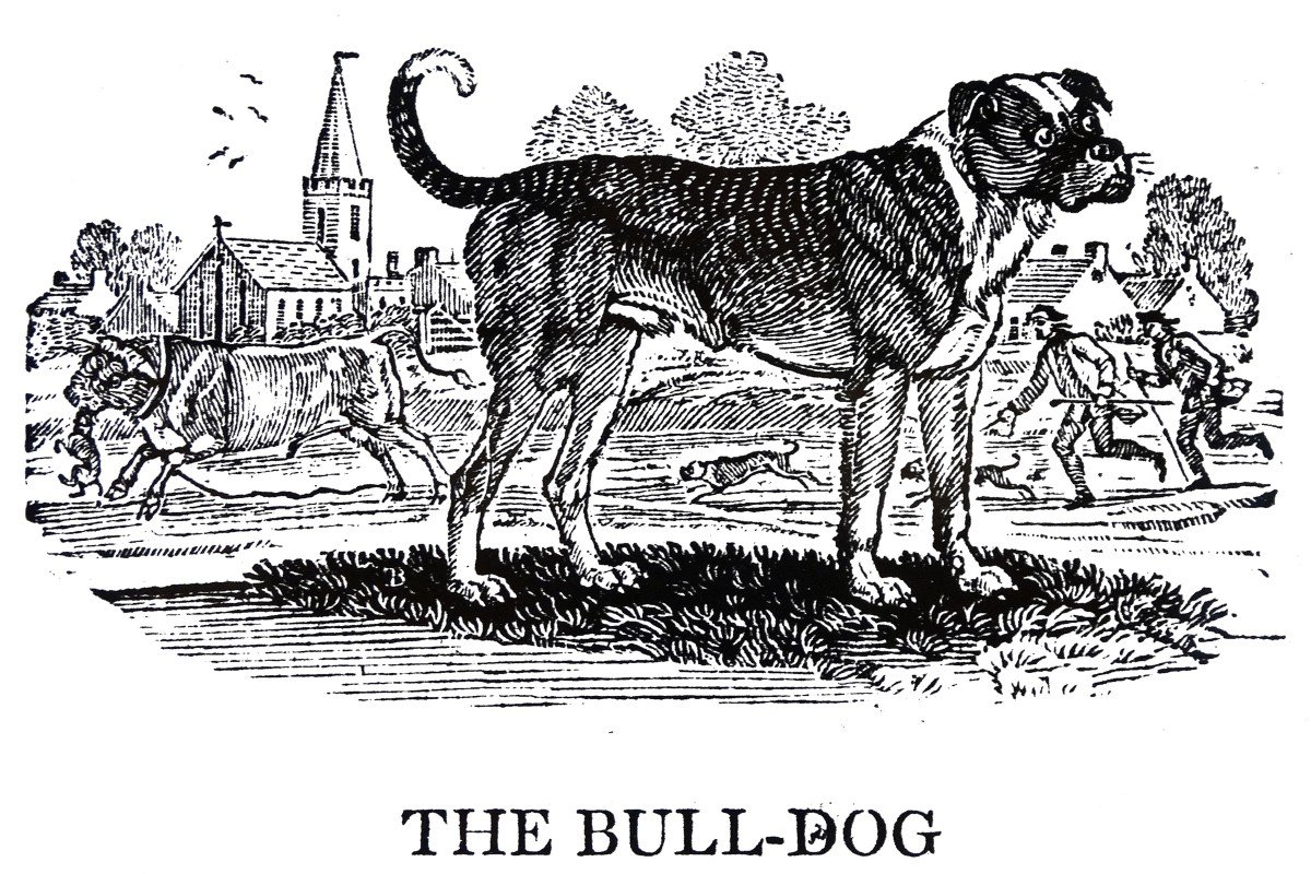 bulldog régi