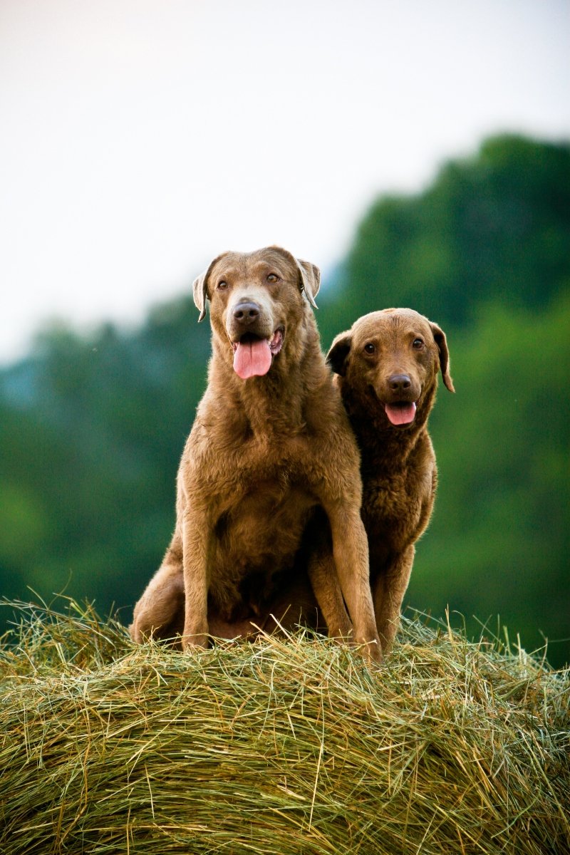 Chesapeake Bay Retriever két kutya kutyapár