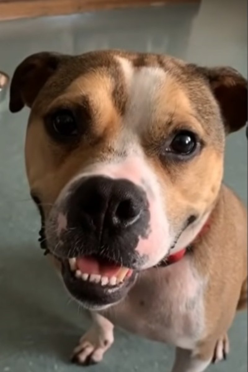 Hansel pitbull 3 (1)