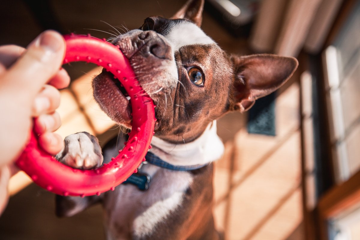 játék játszik boston terrier