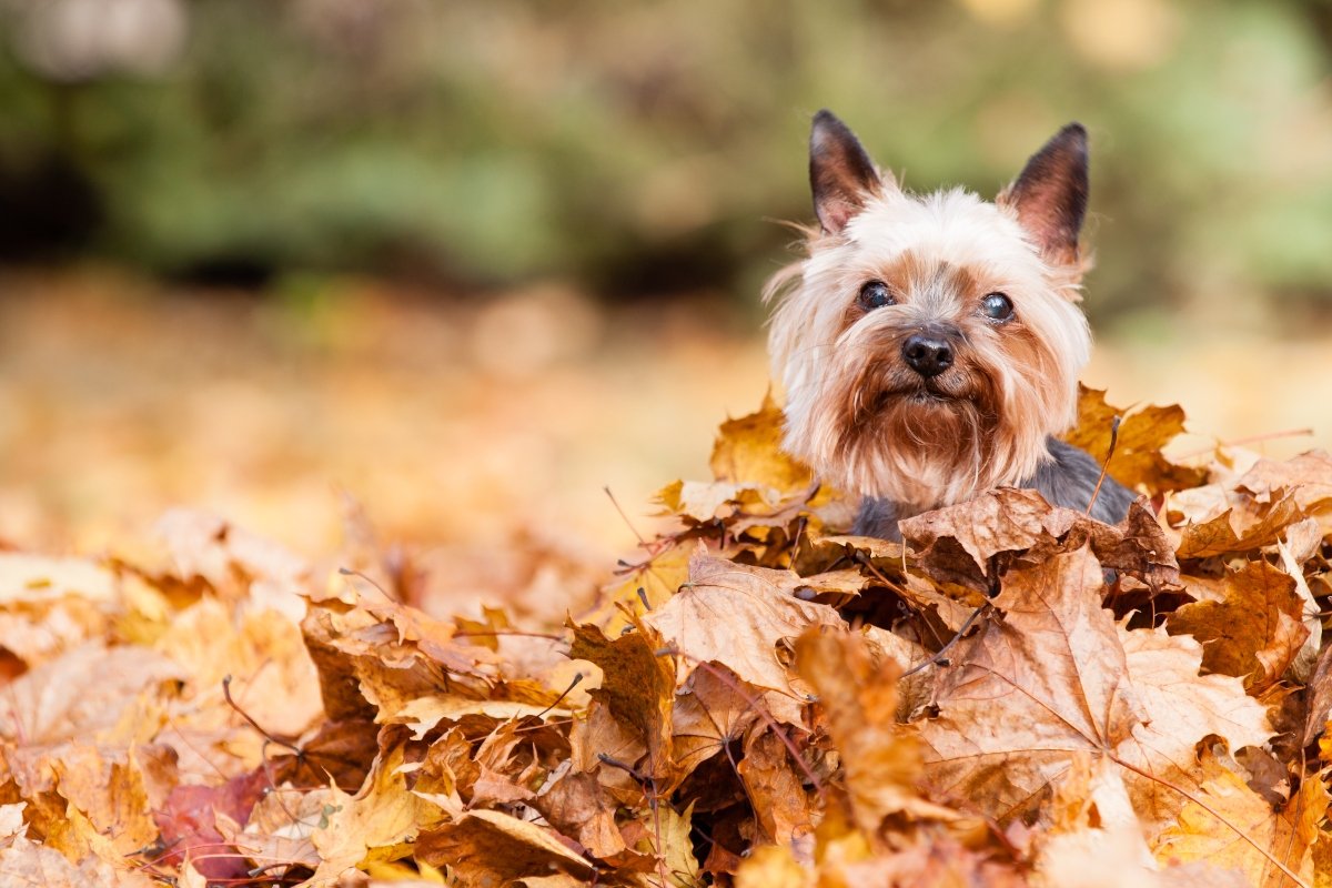 ősz levelek kirándulás túra yorkie yorkshire terrier