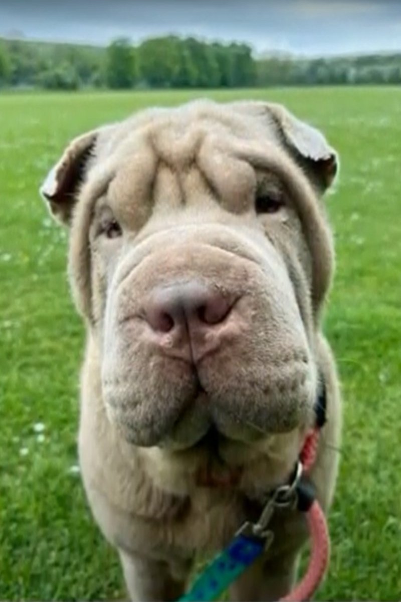 Reggie műtött shar pei (1)