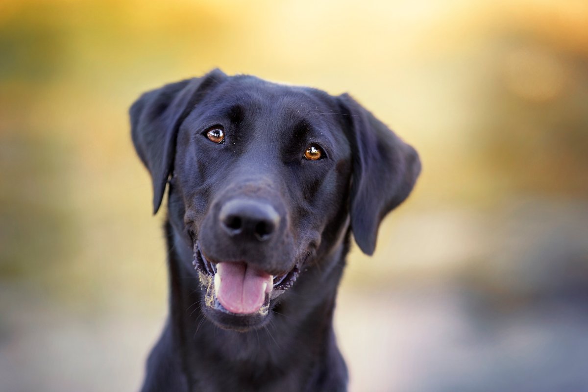 fekete labrador meglepett néz figyel