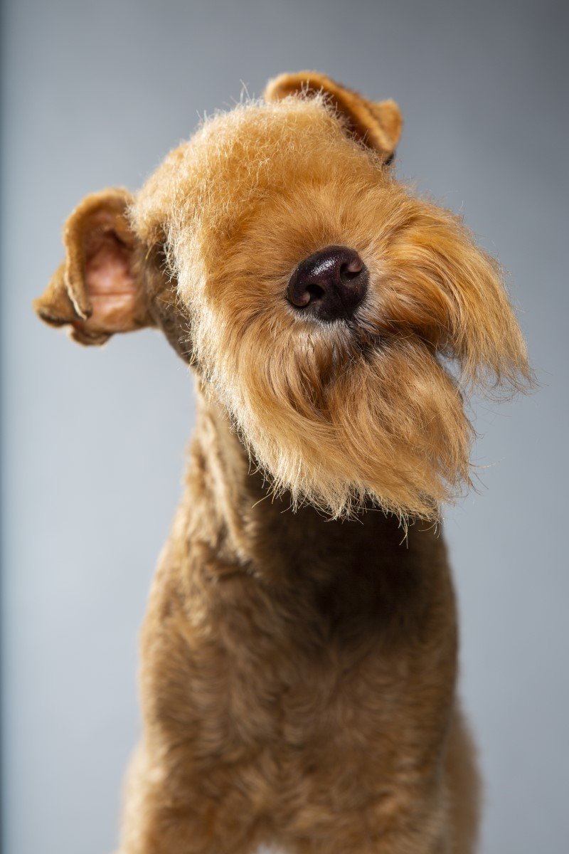 lakeland terrier