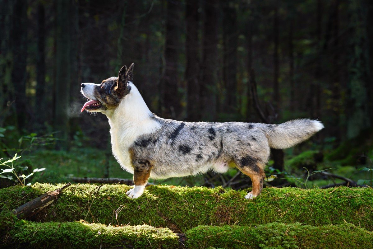 welsh corgi cardigan