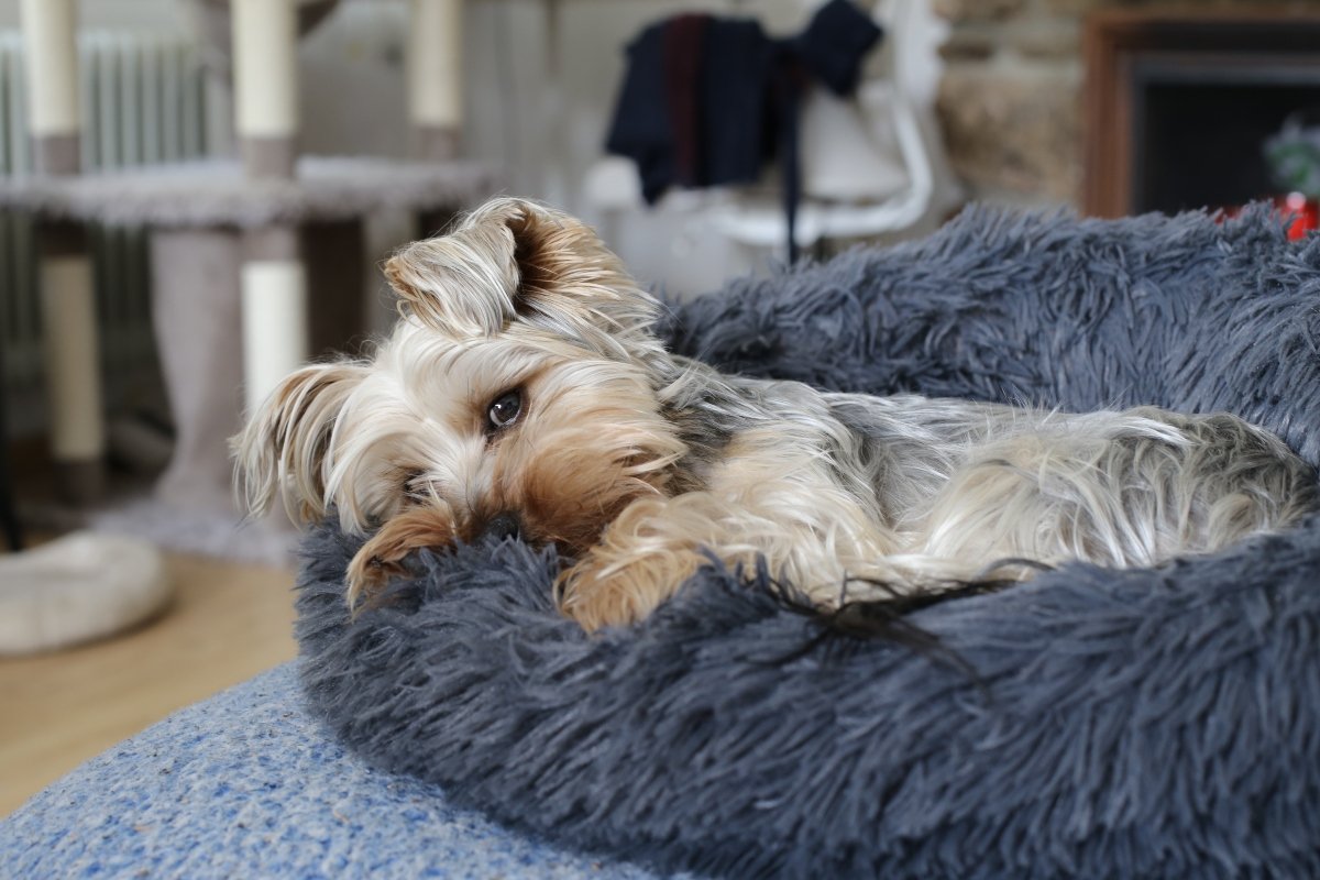 yorkie beteg szomorú