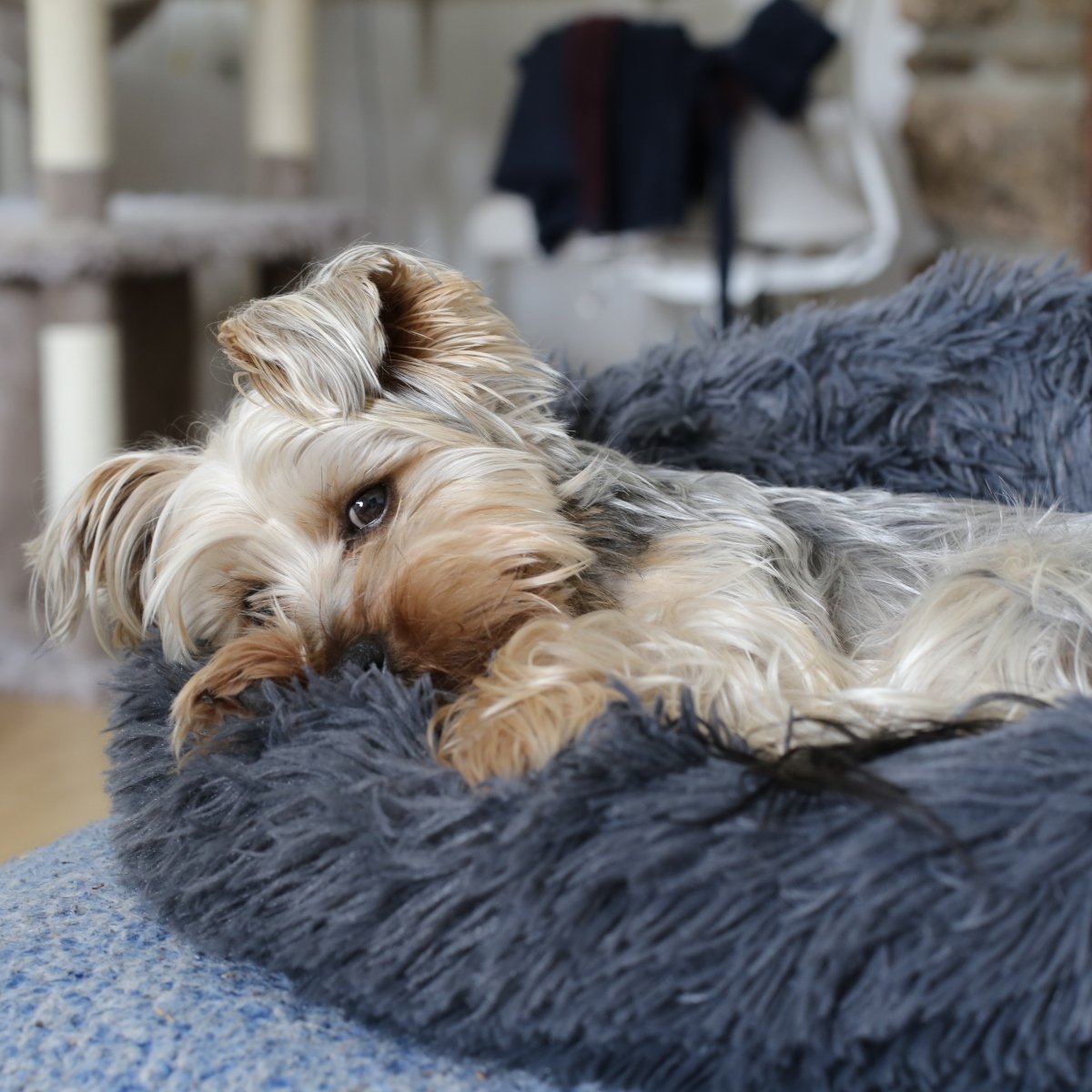 yorkie beteg szomorú