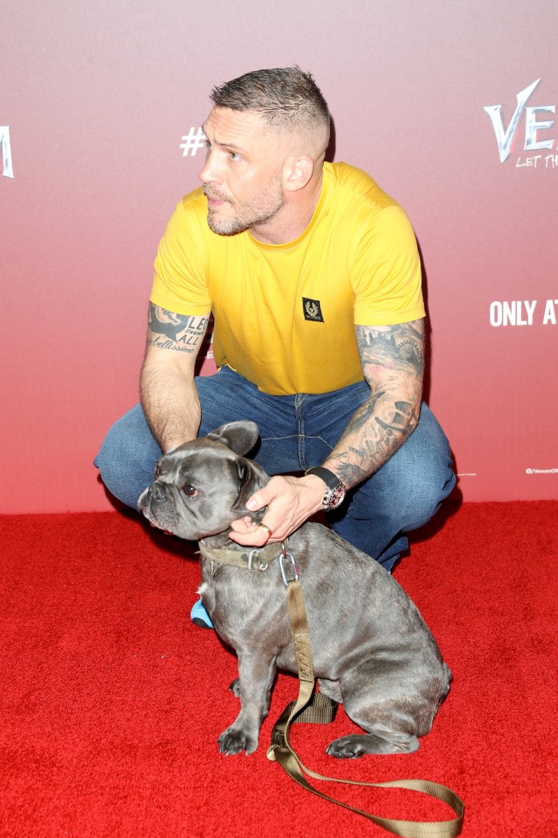 tom hardy kutya francia bulldog