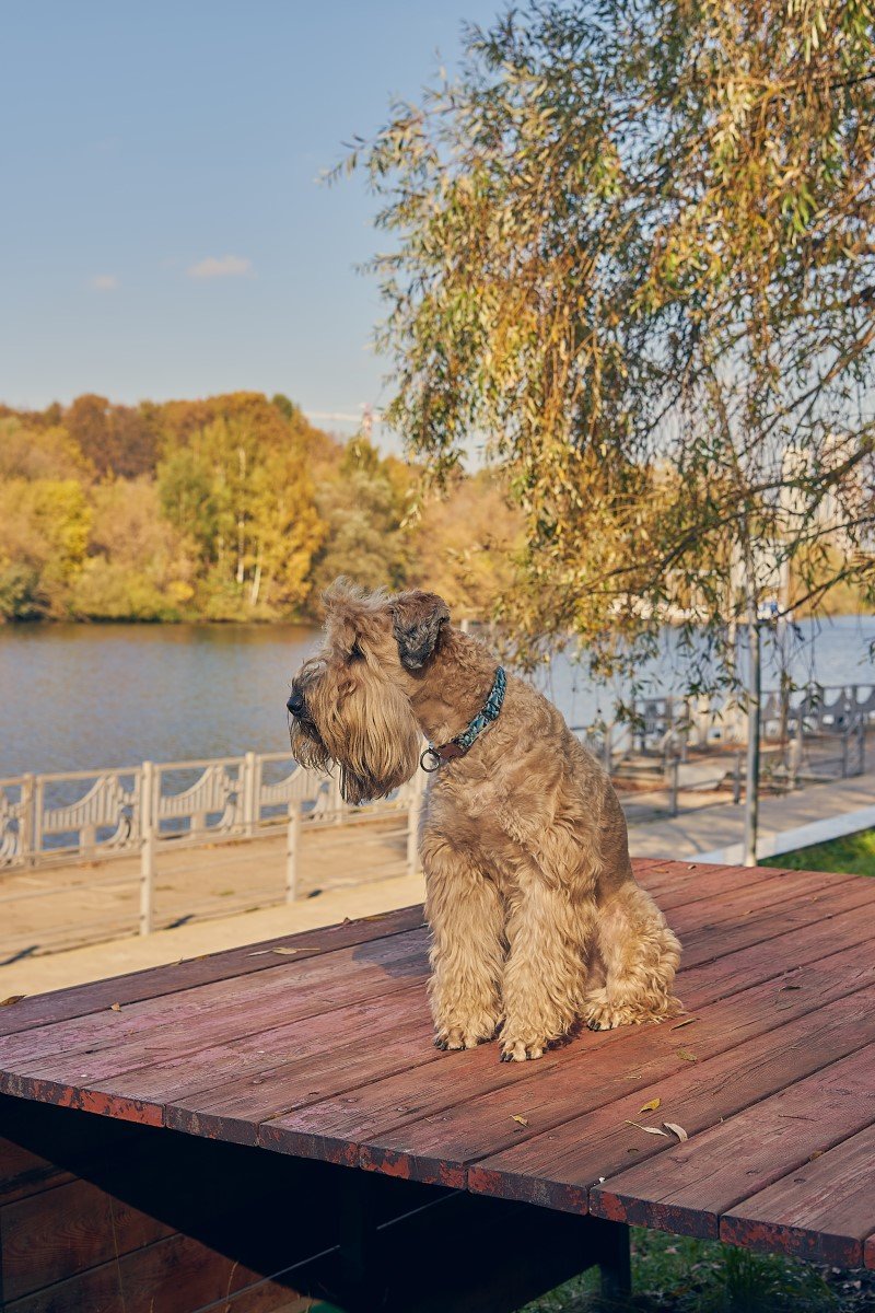 ir lagyszoru buzaszinu terrier