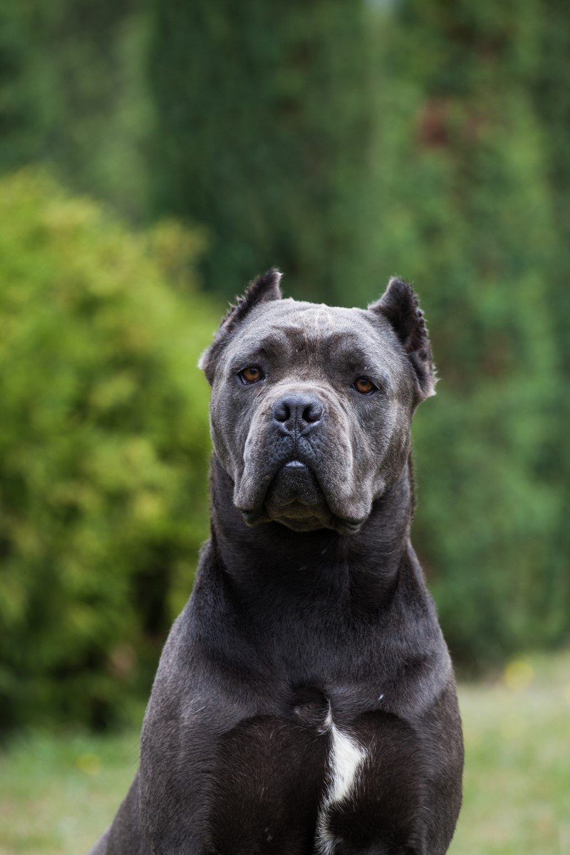 cane corso