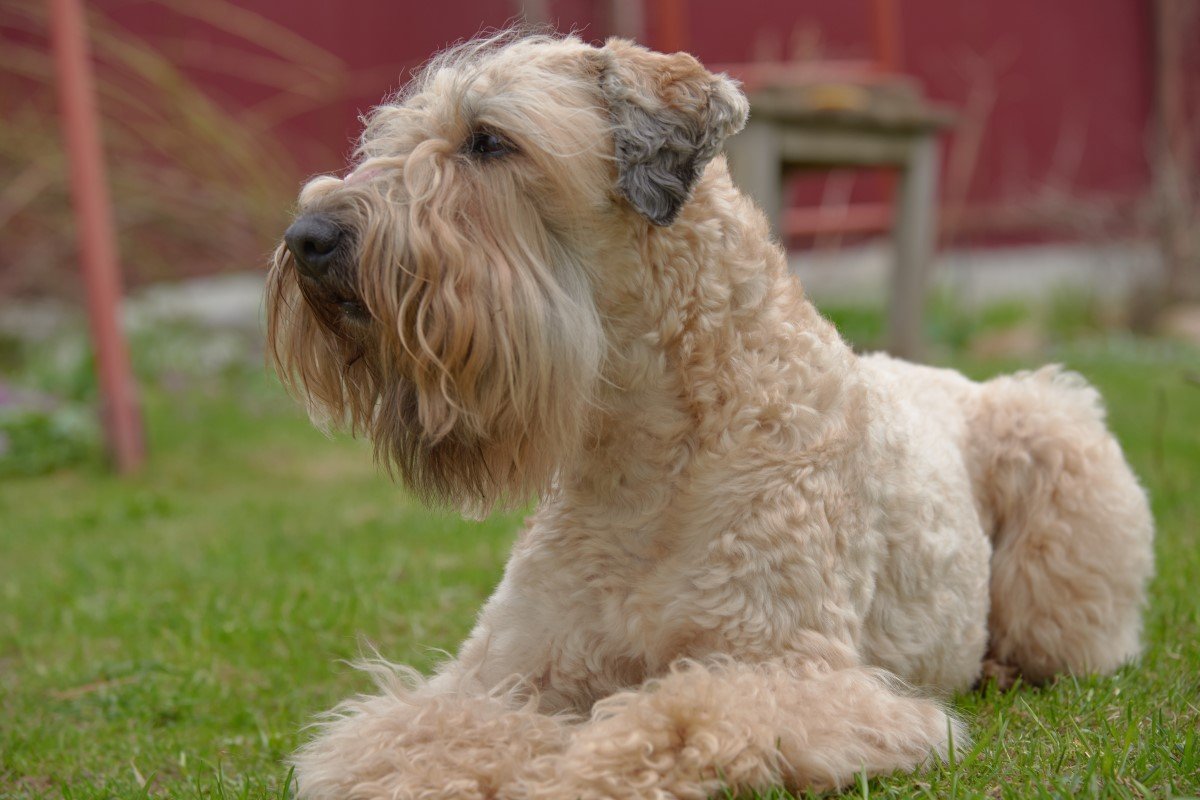 ir lagyszoru buzaszinu terrier