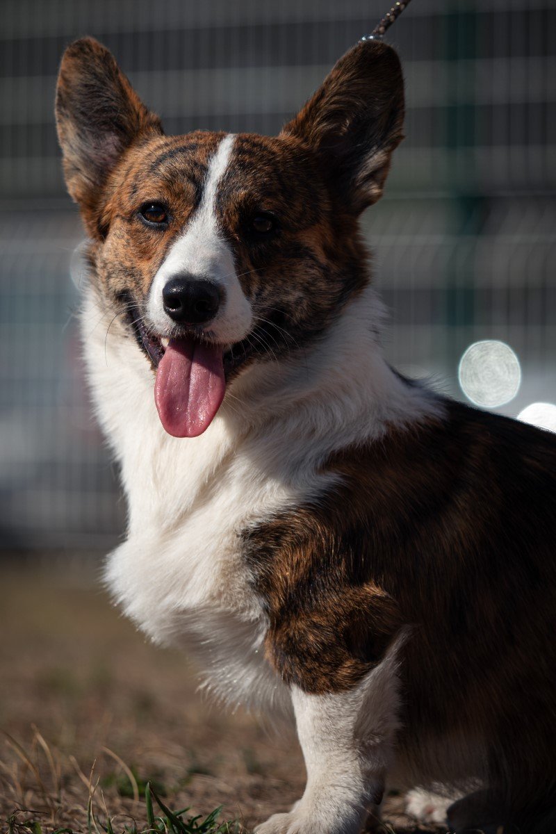 welsh corgi cardigan