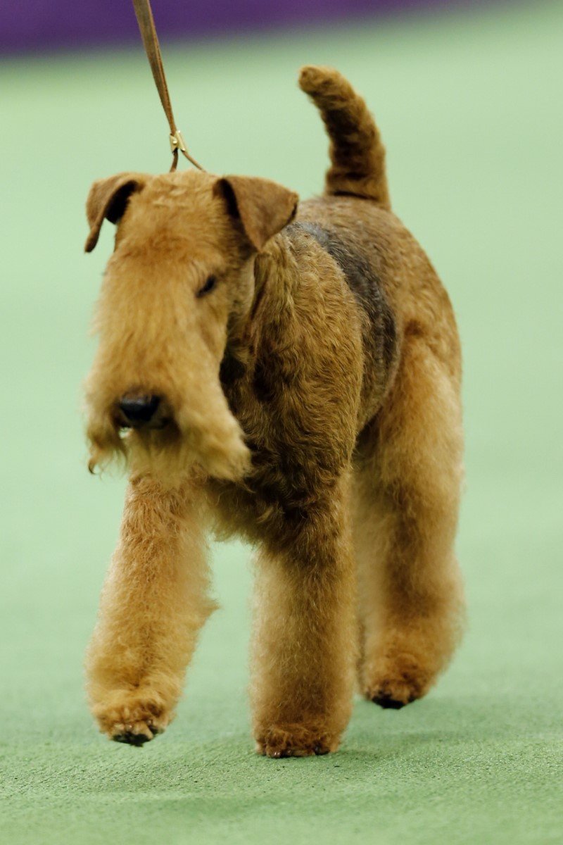 lakeland terrier kiállítás