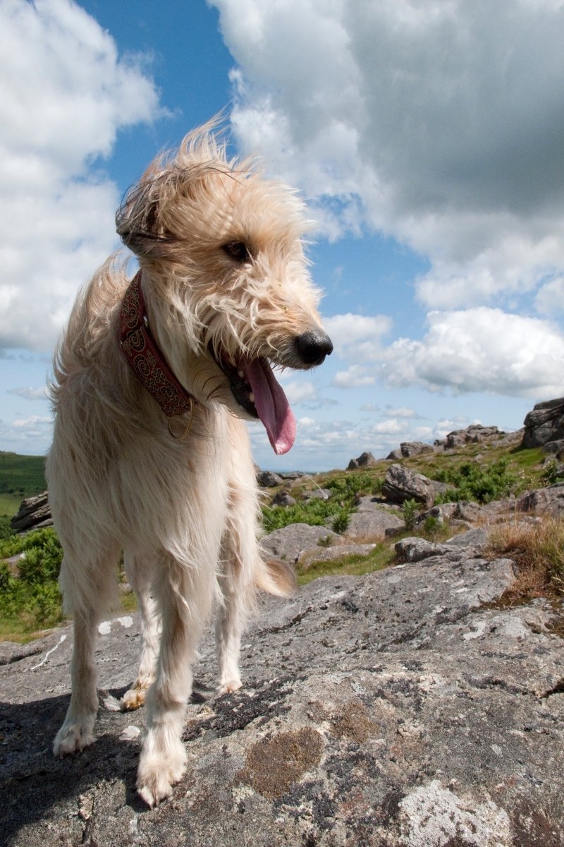 lurcher roma