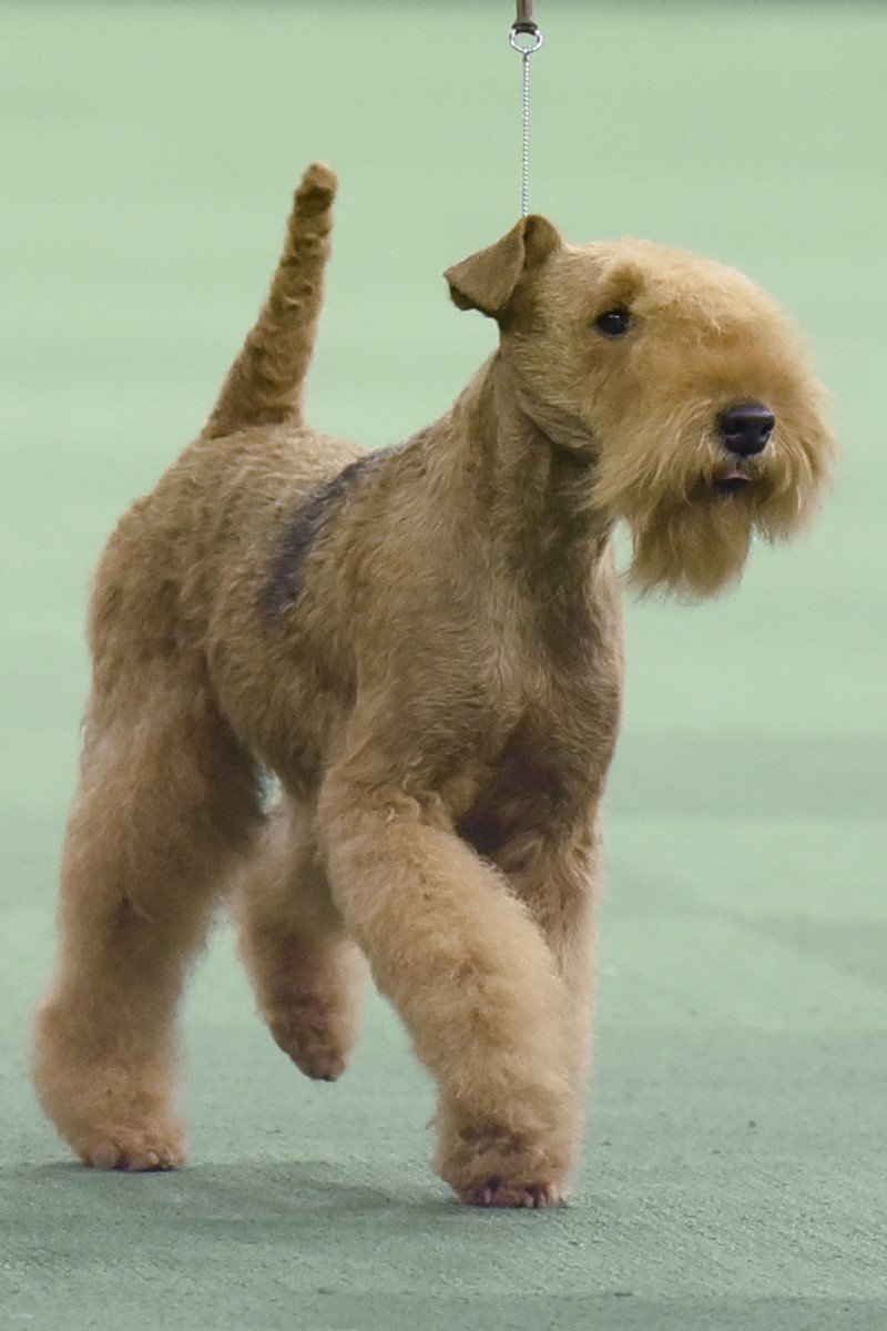 lakeland terrier kiállítás