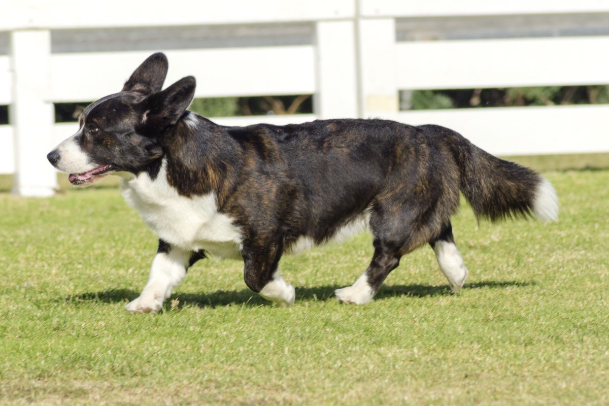 welsh corgi cardigan