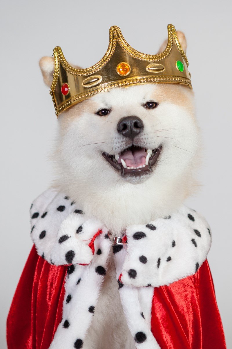 akita király korona