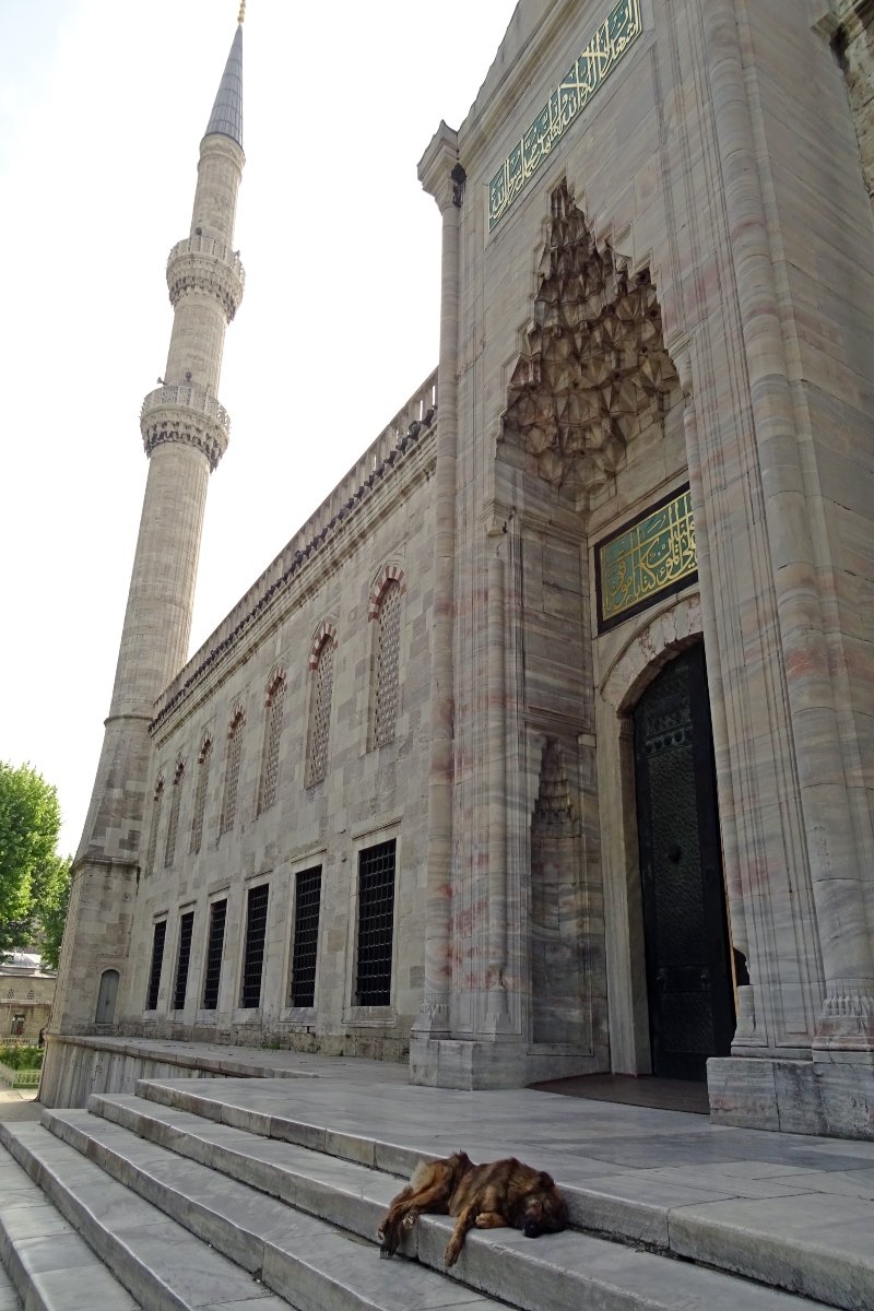 isztambul kóbor törökország