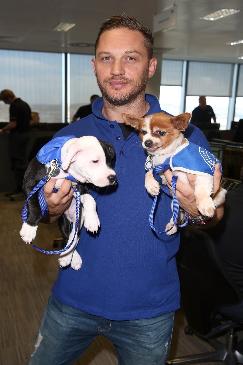 tom hardy kutya örökbefogadás
