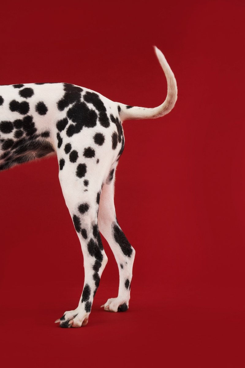 dalmata farok