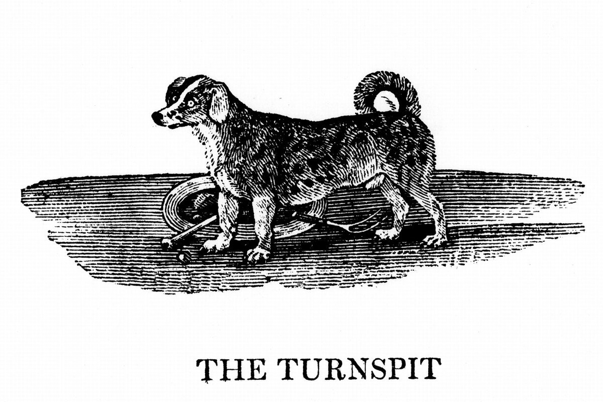 turnspit dog