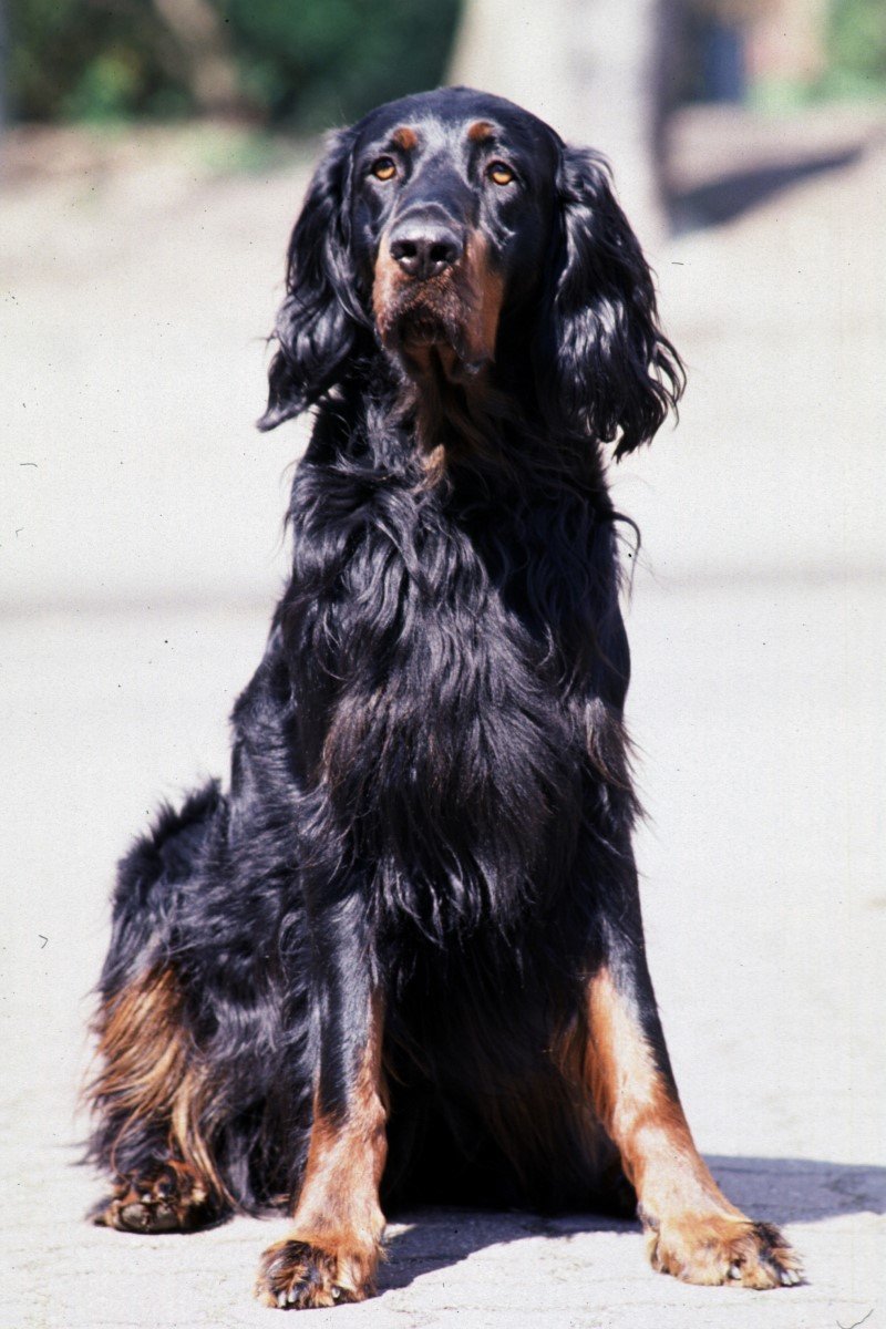 gordon szetter