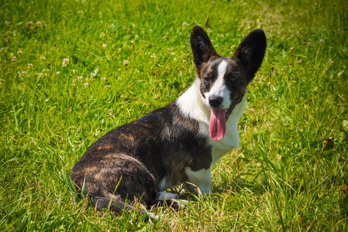 welsh corgi cardigan