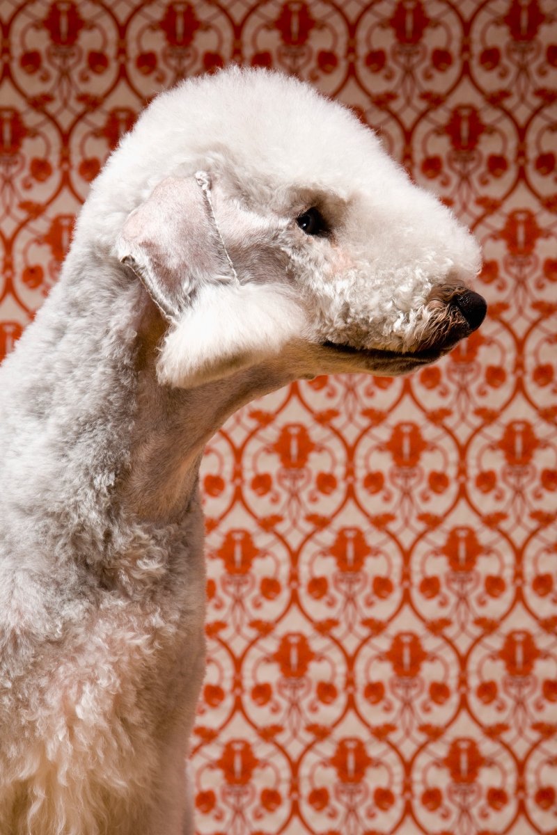 bedlington terrier