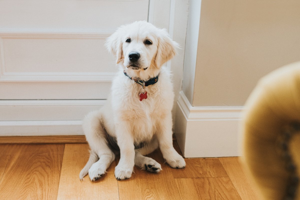 golden retriever kölyök kamasz fiatal