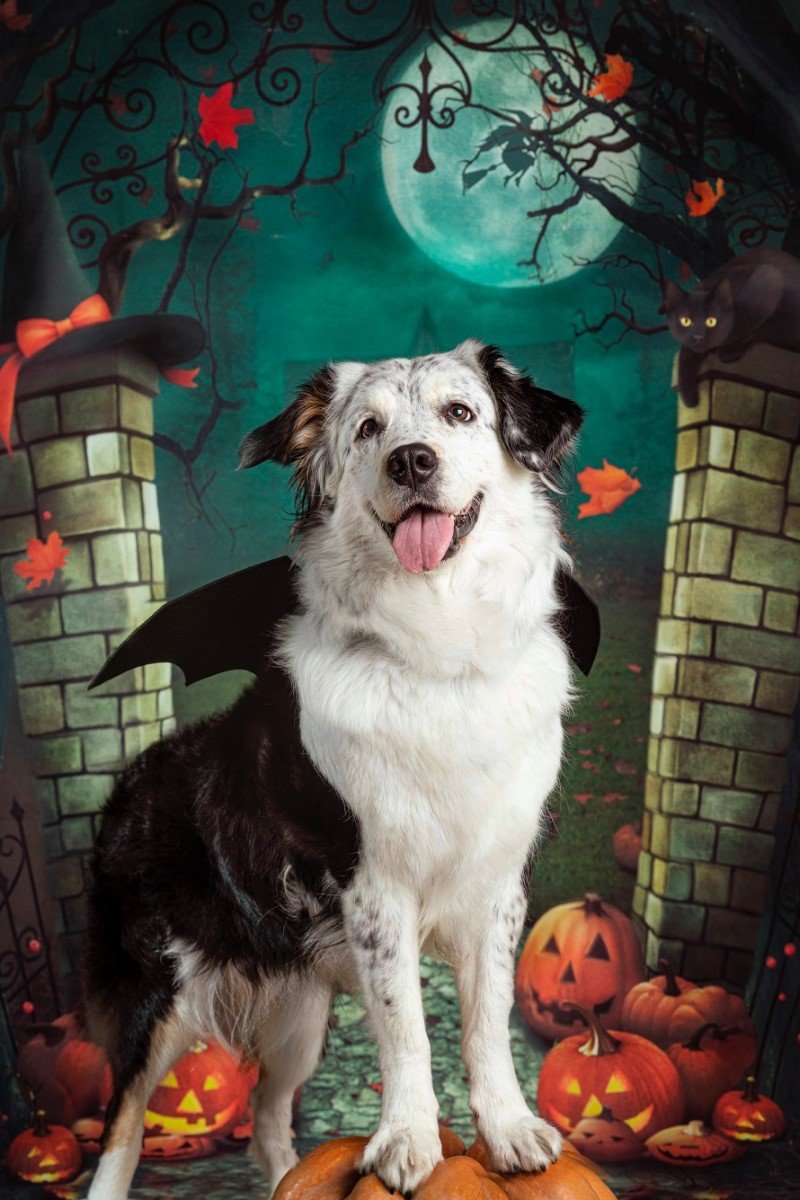 halloween kutya bella voyage