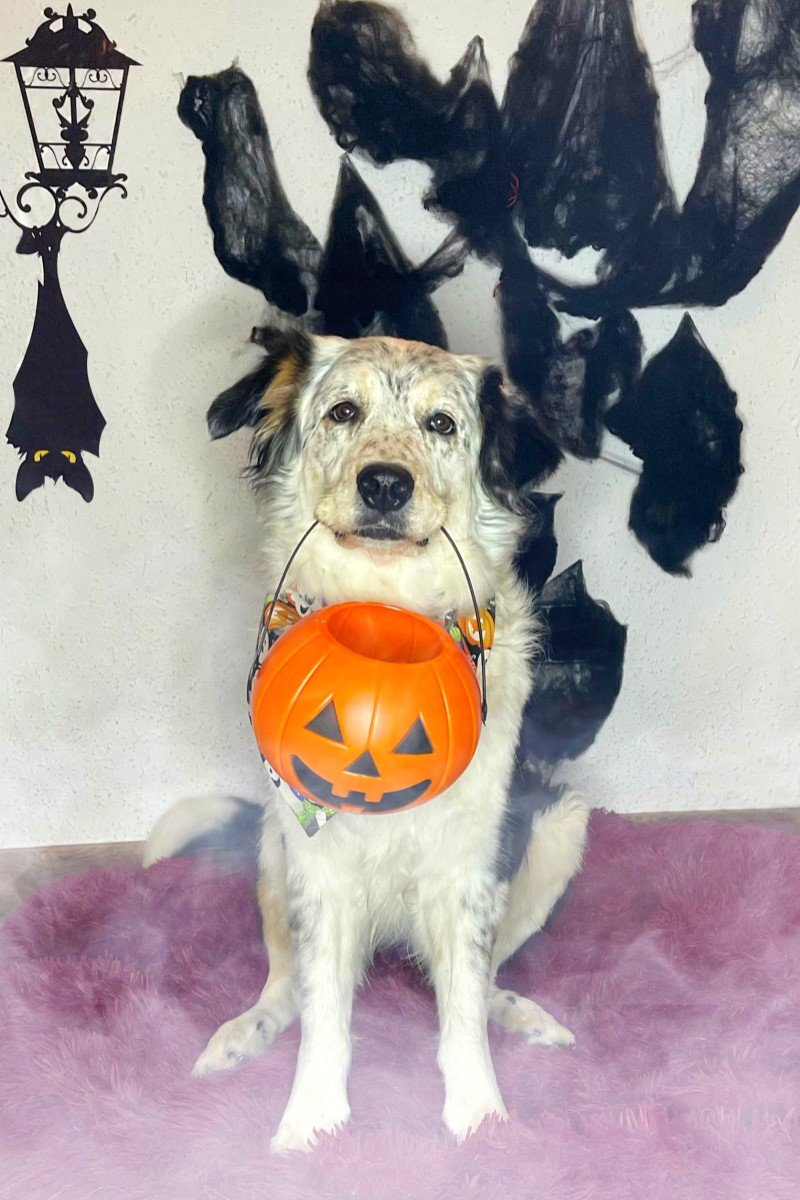 halloween kutya bella voyage