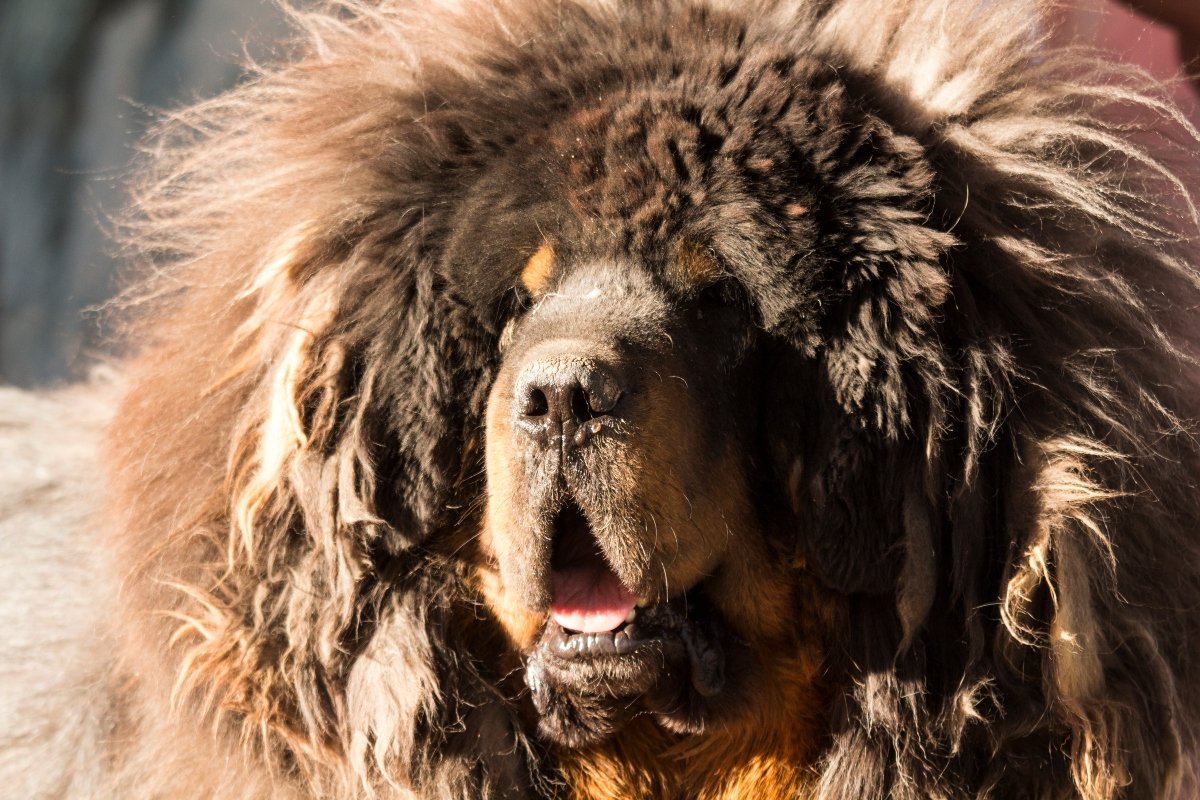 tibeti masztiff bunda szőr szőrzet