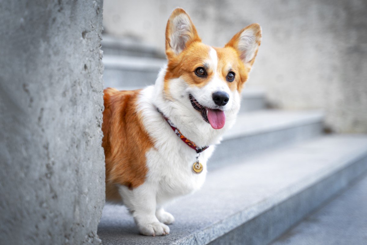 corgi