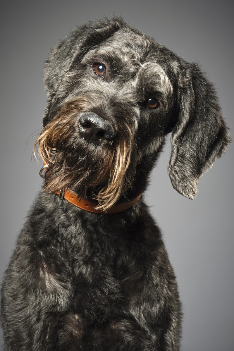 Schnoodle