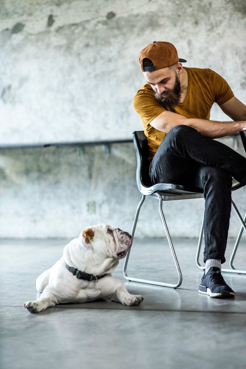 angol bulldog millenniál gazdi ül fekszik