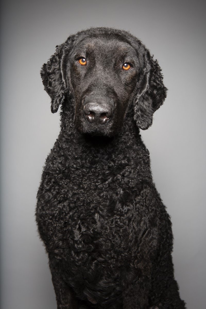 gondorszoru retriever