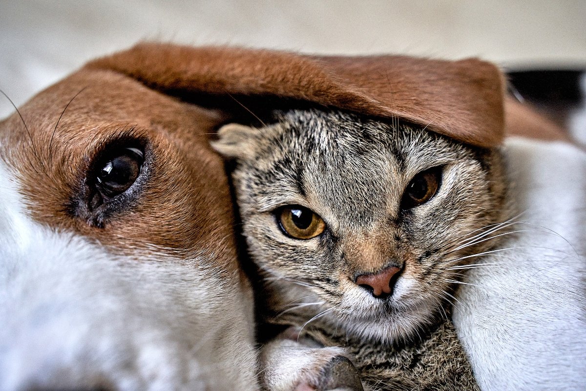 beagle macska barátság