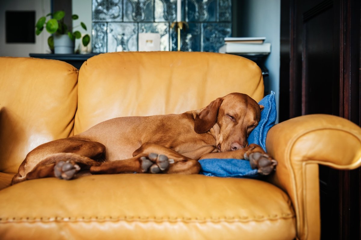 Vizsla kanapén alszik