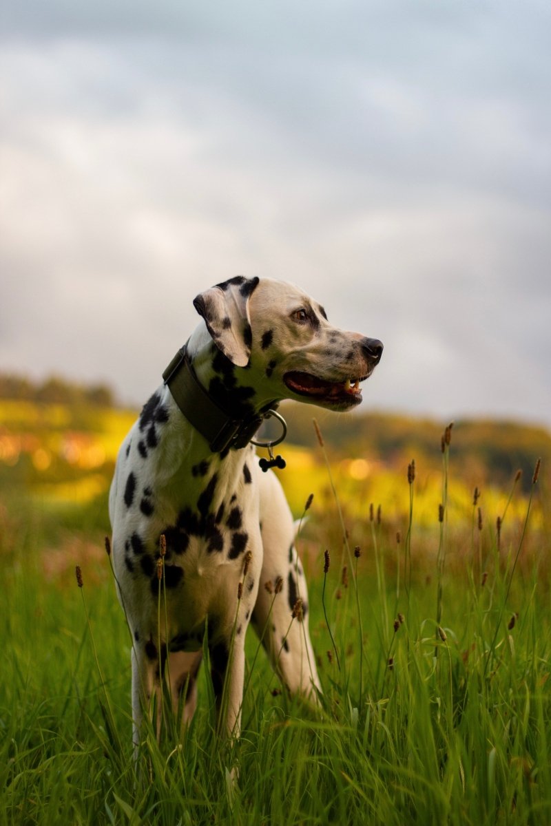 dalmata természet mező séta