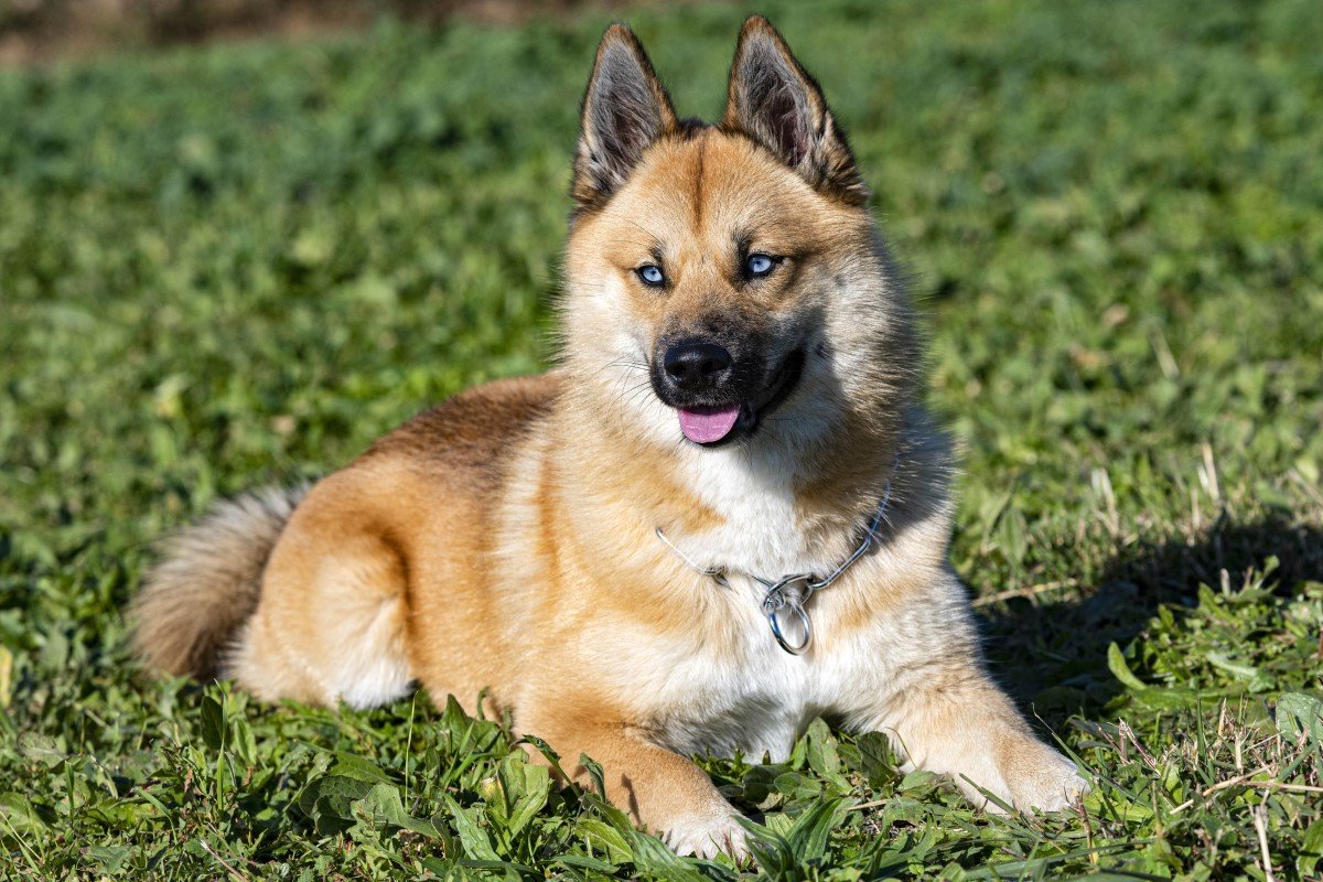 pomsky